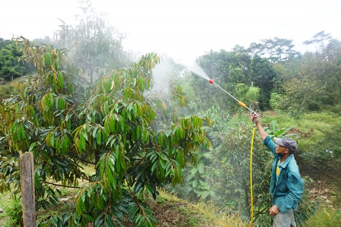 Nông dân Khánh Sơn tăng cường chăm sóc cây sầu riêng trong bối cảnh nắng nóng kéo dài. Ảnh: Bích La.