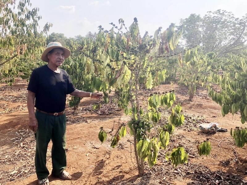 Vườn cà phê của gia đình ông Rơ Mah Lel (làng Lung Prong, xã Ia Kriêng, huyện Đức Cơ) được giải hạn sau nhiều tháng không có nước tưới. Ảnh: L.N
