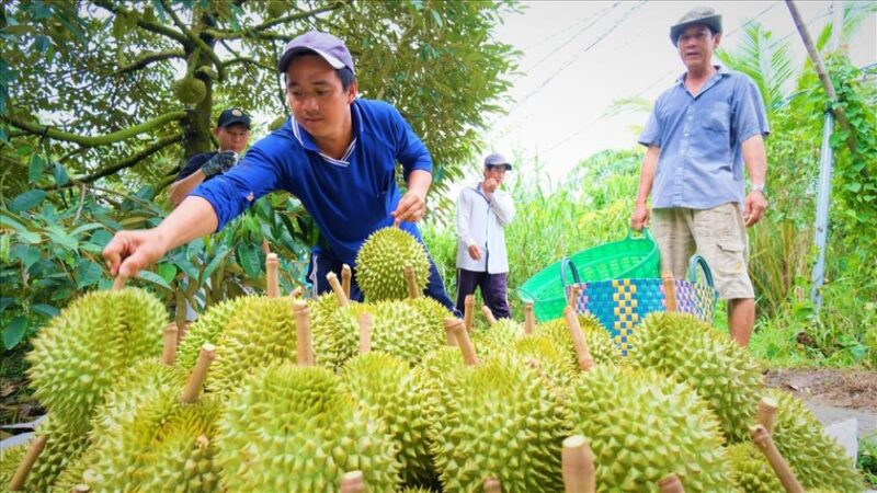 Năm 2023, nông dân rạng rỡ vì sầu riêng được mùa, bán được cho thương lái với giá cao, nhu cầu thị trường lớn. Ảnh: Phong Linh