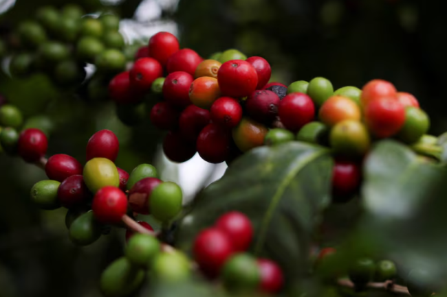 Giá cà phê ngày 21/5/2024 – Cà phê ổn định trong giai đoạn tồn kho tăng