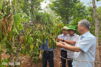 Nhiều diện tích cây trồng bị hạn ở Cư M’gar – Đắk Lắk