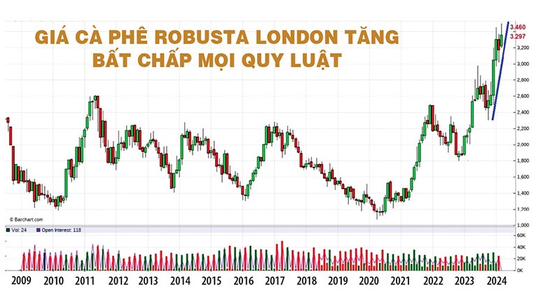 Giá cà phê Robusta tăng bất chấp mọi quy luật