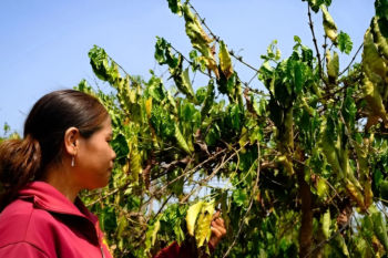 Nhiều vùng trồng cà phê tại Tây Nguyên đang khô héo do nắng hạn kéo dài, nguy cơ giảm sản lượng - Ảnh: TẤN LỰC
