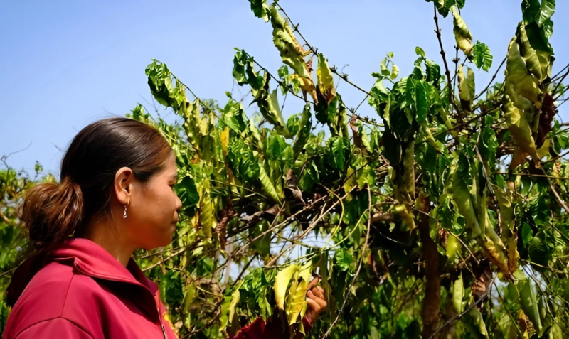 Nhiều vùng trồng cà phê tại Tây Nguyên đang khô héo do nắng hạn kéo dài, nguy cơ giảm sản lượng - Ảnh: TẤN LỰC
