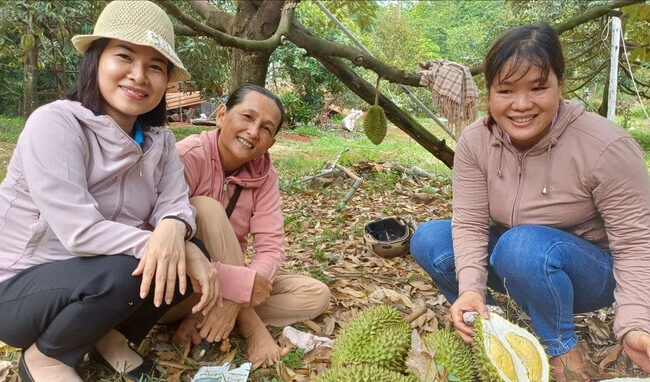 Mã số vùng trồng: Nâng cao chất lượng sầu riêng