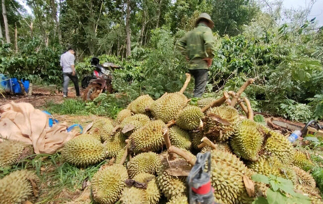 Sầu riêng sắp hái rụng trái la liệt, nông dân buồn thiu