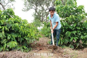 Giải ngân trên 6,6 tỷ vốn tái canh cà phê ở huyện Ea Kar – Đắk Lắk