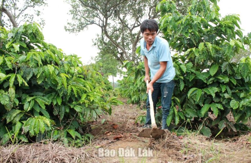 Từ nguồn vốn vay tín dụng ưu đãi, người dân tộc thiểu số xã Cư Bông (huyện Ea Kar) đã đầu tư chăm sóc, tái canh cà phê.