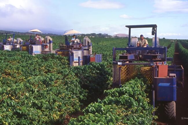 Giá cà phê ngày 29/5: Tăng mạnh trở lại trong thời gian Brazil thu hoạch