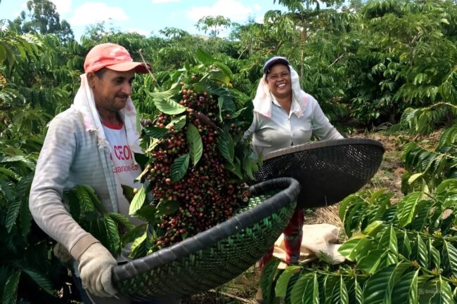 Sản lượng cà phê Brazil niên vụ 2024 dự kiến tăng