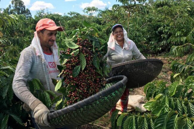 Brazil có thể chiếm vị trí số 1 của Việt Nam về sản xuất cà phê robusta?