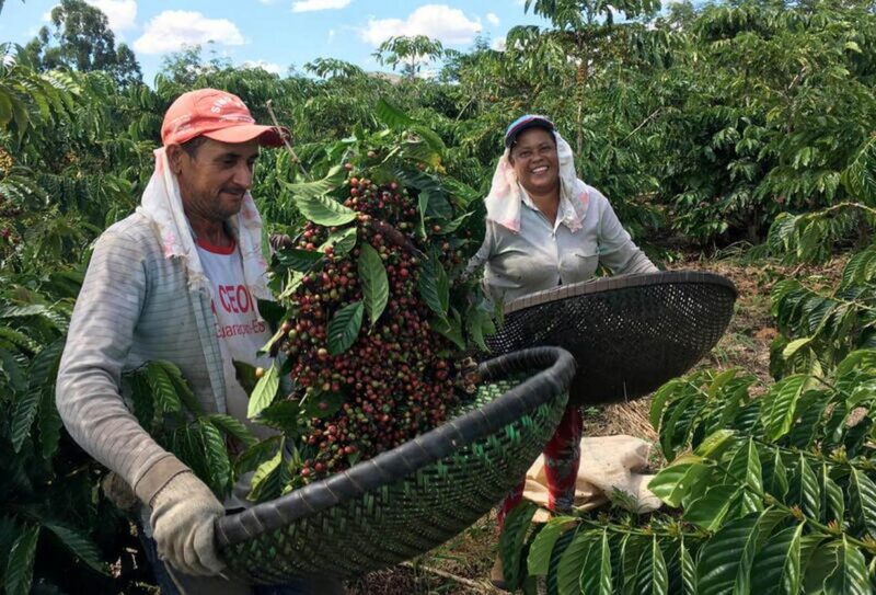 thu hoach ca phe robusta o brazil