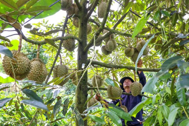 Sầu riêng loạn giá, vì đâu?