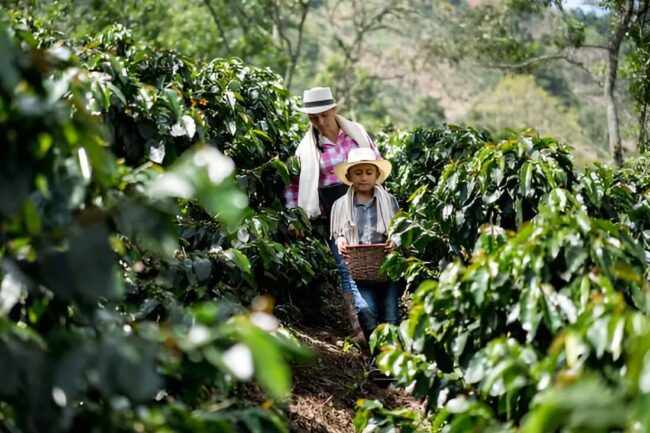 Arabica Coffee Rebounds on Prospects of Limited Rain in Brazil
