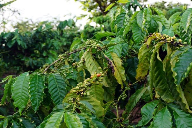 Insufficient Rain in Vietnam and Brazil Pushes Coffee Prices Higher