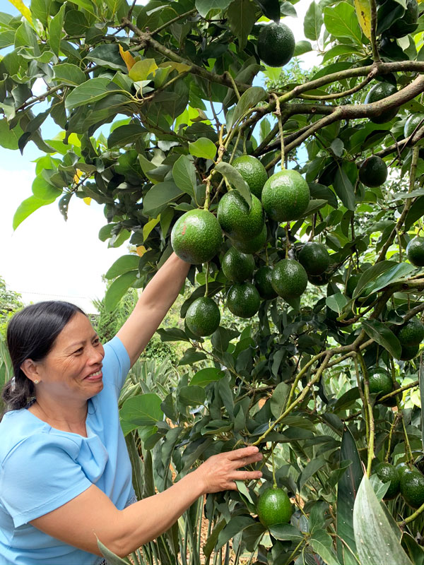 Một nhánh bơ booth cổ thụ trái dày đặc trên cành ở xã Tà Nung, Đà Lạt