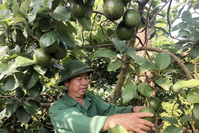 Bà con Tây Nguyên giàu có nhờ xen canh cây trái trong vườn cà phê