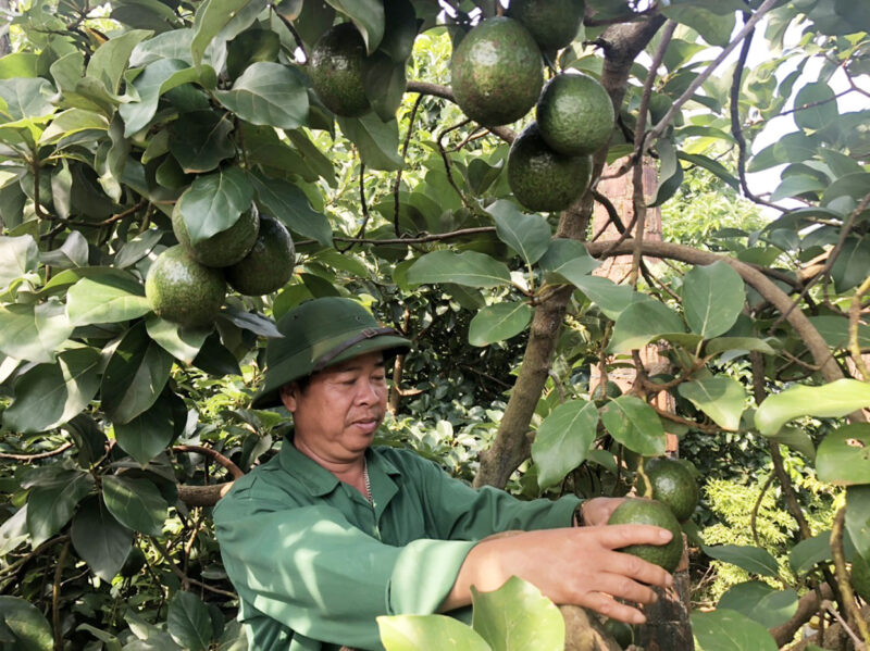 Ông Thêm là người tiên phong trồng bơ booth ở xã Ia Băng. Ảnh: Anh Huy