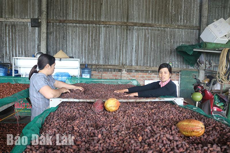 Thành viên của Hợp tác xã Dịch vụ nông nghiệp Nhất Tâm (xã Ea Đar, huyện Ea Kar) kiểm tra chất lượng hạt ca cao lên men.