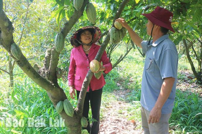 Niềm vui của người trồng ca cao ở Đắk Lắk