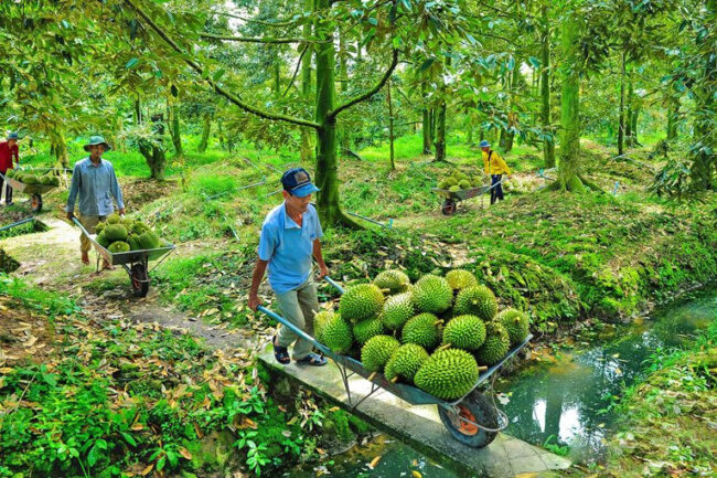 Cẩn trọng khi phát triển ‘nóng’ cây sầu riêng