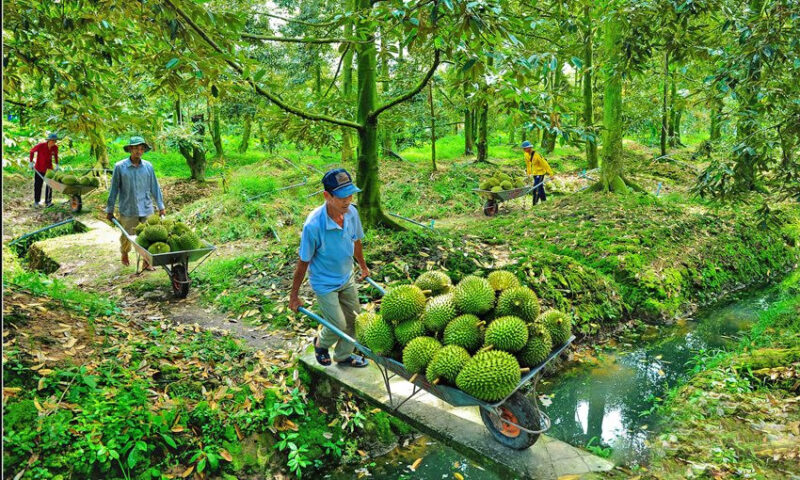 Lo ngại khi diện tích sầu riêng tăng nhưng thị trường tiêu thụ hẹp.