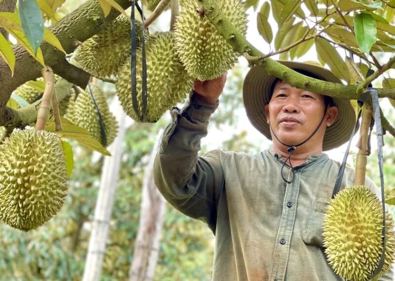 sau rieng gia lai