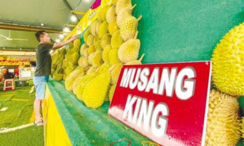 sau rieng musang king