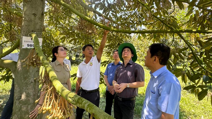 Sầu riêng phú yên