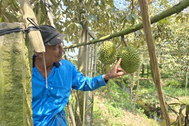 Sầu riêng Việt lại bị Trung Quốc cảnh báo: đừng để nỗi lo thêm dài