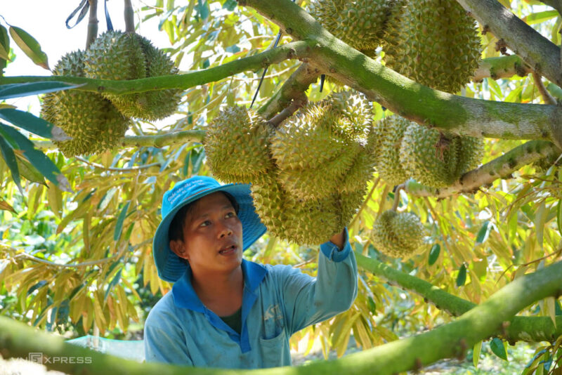 Vườn sầu riêng ở Long An. Ảnh: Hoàng Nam