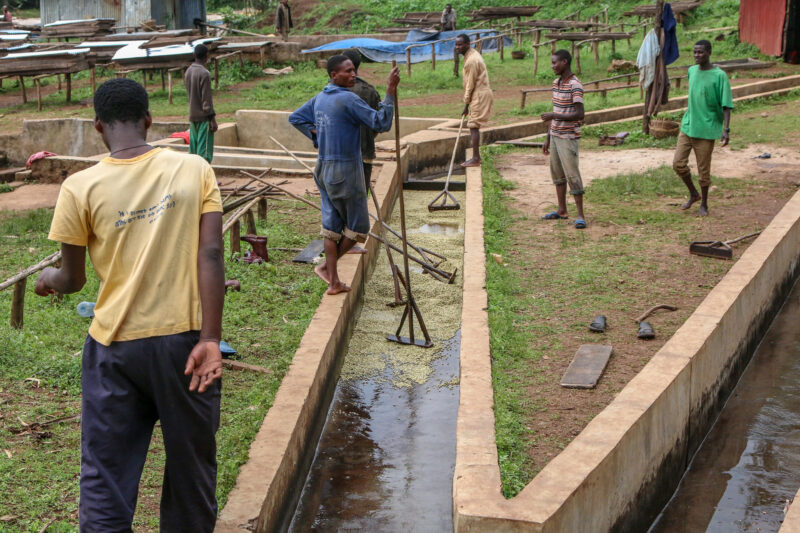 Chế biến cà phê tại Sidama