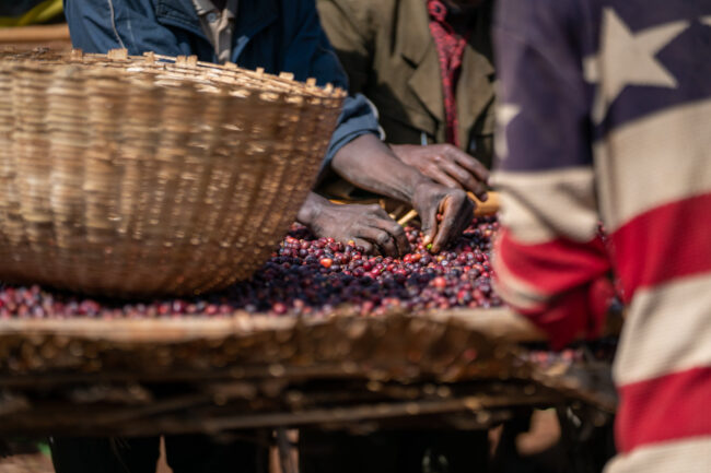 Khám phá cà phê Ethiopia từ Châu Phi