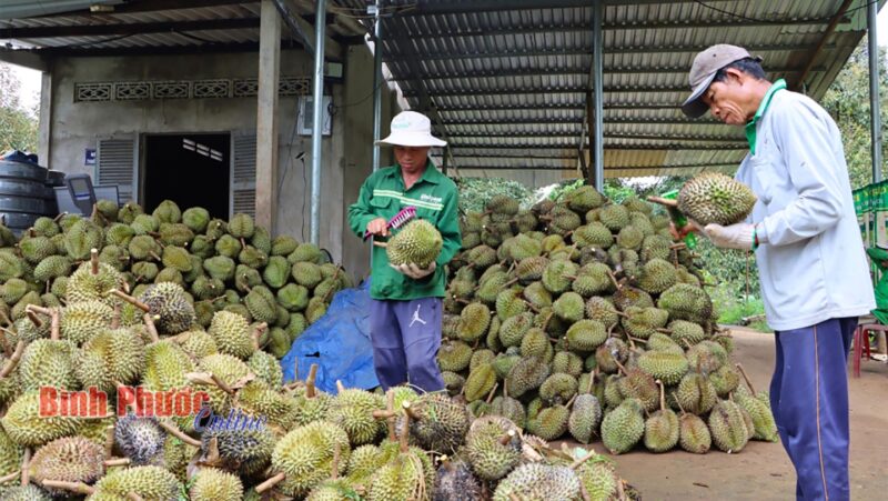 Sầu riêng được vệ sinh sạch sẽ, chất thành đống lớn tại vườn trước khi vận chuyển về vựa