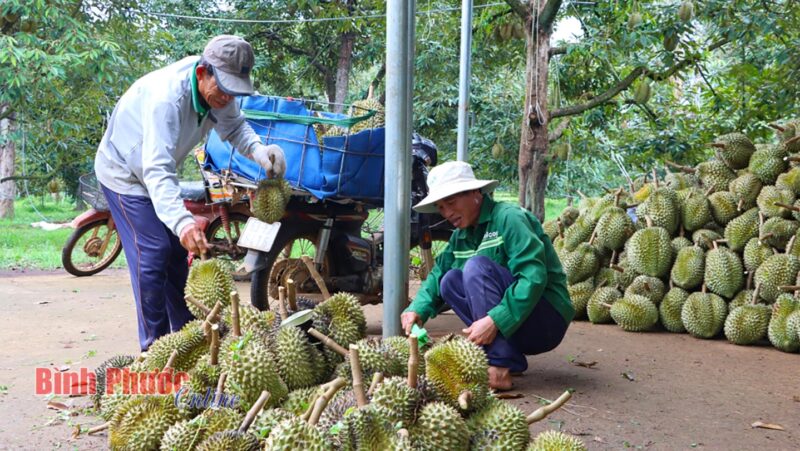 Sầu riêng sau khi thu hoạch được công nhân phân loại kỹ, công việc này mỗi tháng mang lại cho họ khoảng 9 triệu đồng sau khi trừ chi phí sinh hoạt, ăn ở