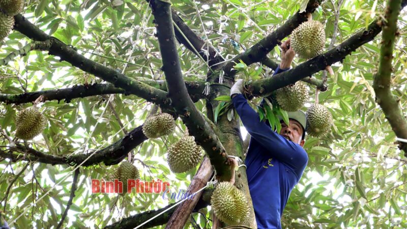 Cắt sầu riêng đang là nghề “hót” mang lại thu nhập “khủng” từ 2 đến 3 triệu đồng/người/ngày. Tuy nhiên theo các “thợ gõ” đây là công việc khó, không phải ai cũng làm được