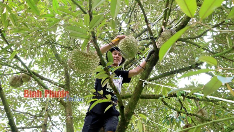 Công nhân thu hoạch sầu riêng tại một nhà vườn ở huyện Bù Đăng