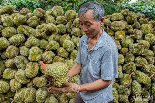 Biến vỏ sầu riêng thành than sinh học, giấm gỗ bán giá cao