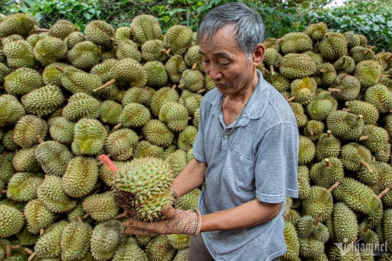 Sau khi sử dụng phần cơm, một khối lượng lớn vỏ sầu riêng được thải ra môi trường. Ảnh: Nguyễn Huế.