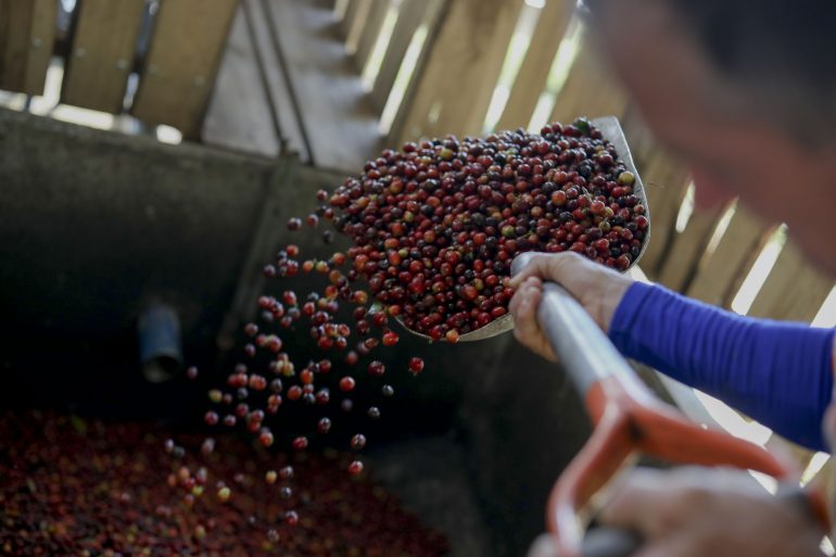 ca phe arabica costa rica