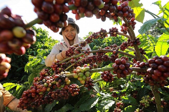 Coffee Prices Sharply Lower as Frost Concerns Ease in Brazil