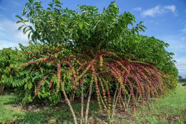 Tìm hiểu về cà phê Conilon – người anh em của Robusta