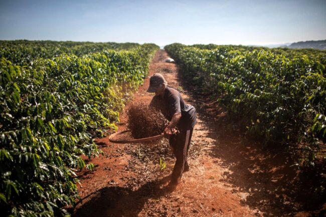 Coffee Prices Settle Sharply Higher on Brazil Frost Concerns