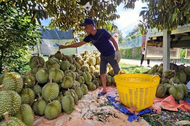 Mùa sầu riêng Khánh Sơn được mùa, giá cao