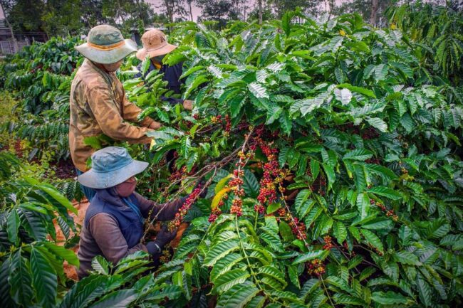 Sở Giao dịch hàng hóa chưa giúp người nông dân thoát khỏi “được mùa mất giá”