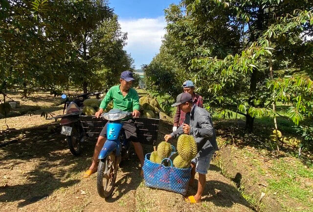 Nhiều nông sản bị ‘áp lực’ từ sầu riêng