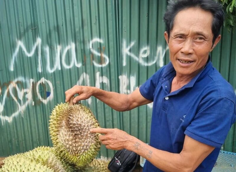 Mưa nhiều khiến sầu riêng bị nấm, sượng cơm. Ảnh: TIẾN THOẠI