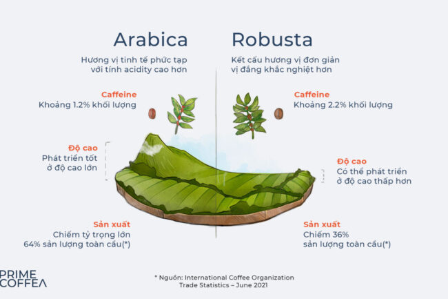 Tìm hiểu nhanh về 2 loại cà phê phổ biến: Arabica và Robusta