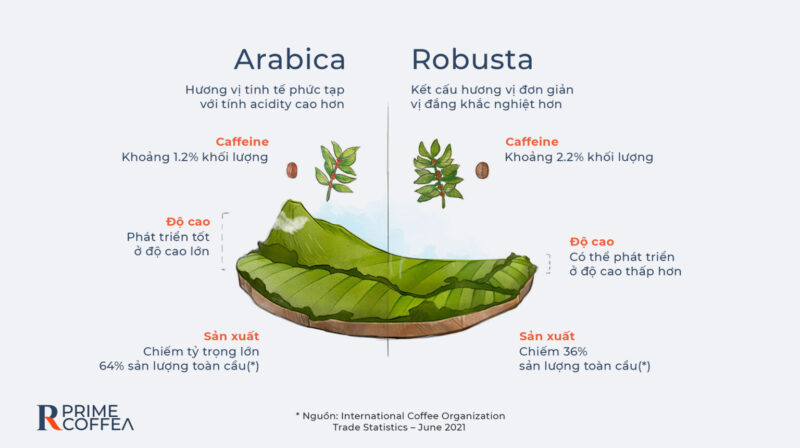 so sanh ca phe arabica va robusta