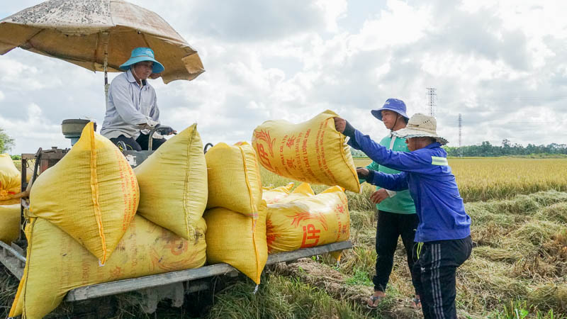 Các quy định của nhà nhập khẩu về dư lượng thuốc bảo vệ thực vật khá là phức tạp và đối với mỗi hoạt chất của mỗi nước là khác nhau